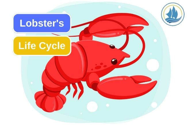 5 Stages Of Lobster’s Life Cycle